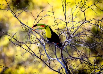 Toucan photographed in Costa Rica